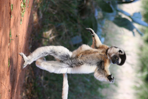 跳狐猴图片下载