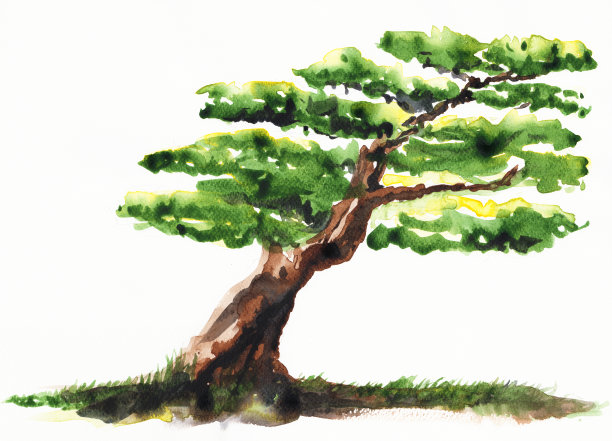 盆景树水彩画风格图片下载