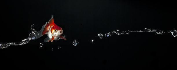 金鱼扔飞图片下载