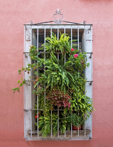 窗口的植物图片下载