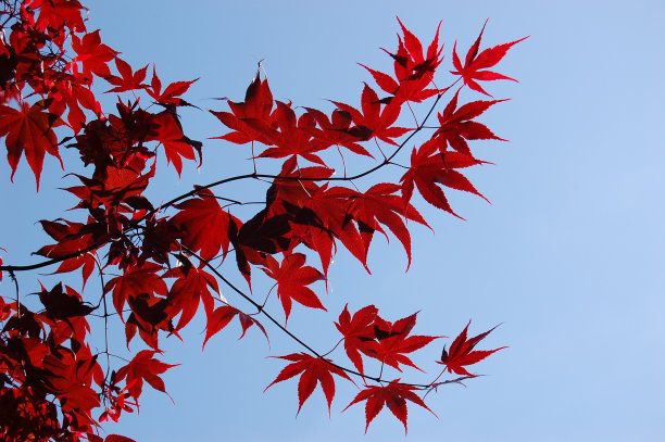 树枝上的红叶图片下载