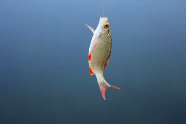 蓝天红眼三图片下载