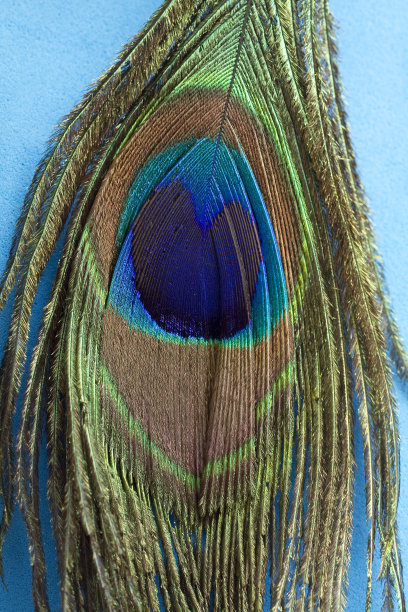 彩虹羽毛2图片下载