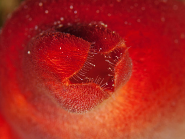 海鞘流出口(海鞘)图片下载