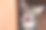 小猫笑素材图片