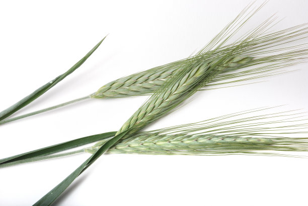 大麦。图片下载