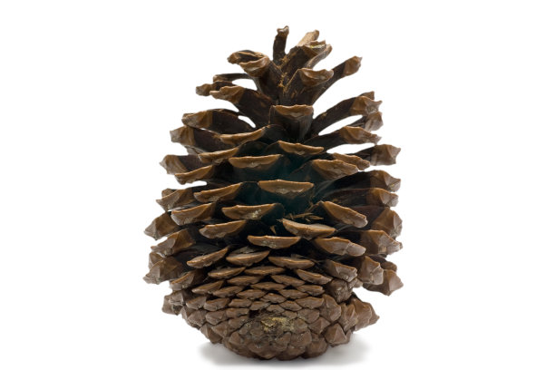 雪松锥图片下载