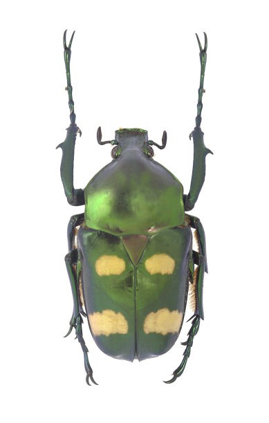 Rumnos ruckeri孤立在白色背景图片下载