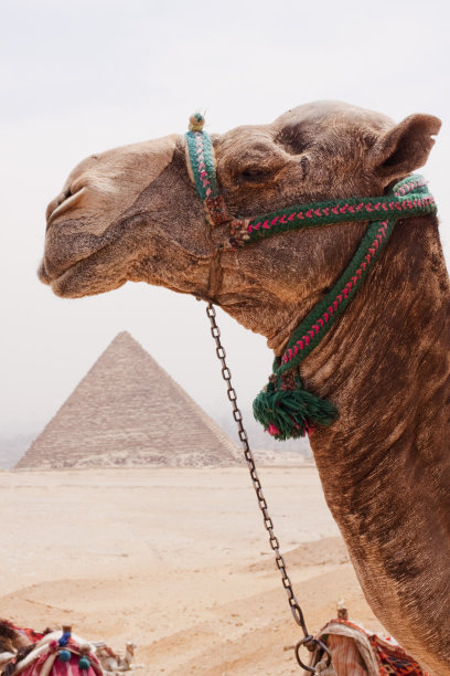 吉萨的金字塔图片下载