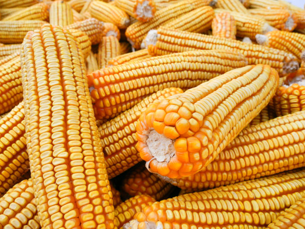 干玉米的背景图片下载