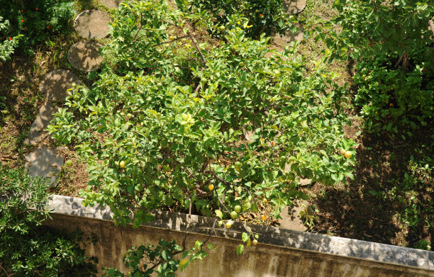 柠檬树图片下载