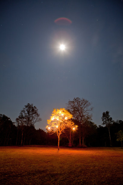 夜间照明树图片下载