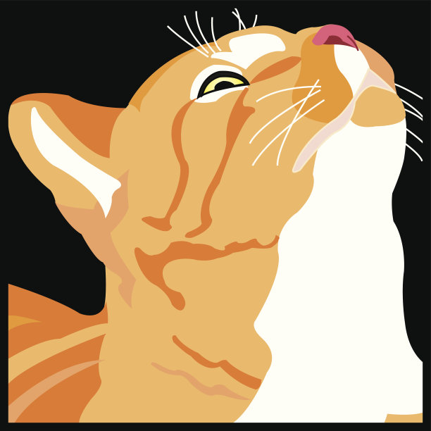 橙色的猫图片下载