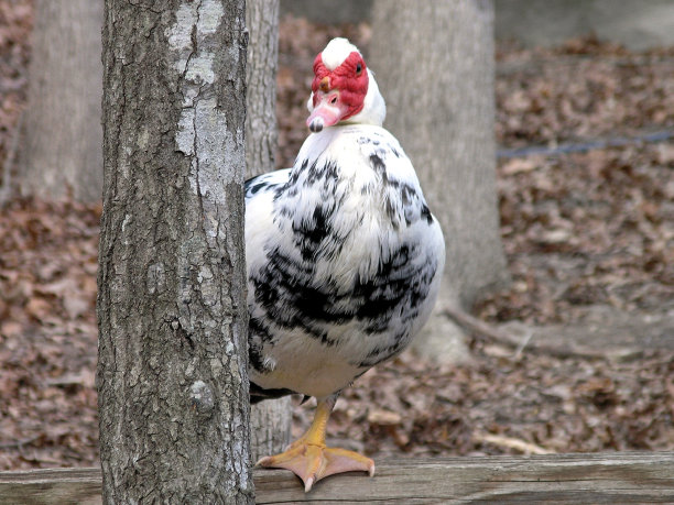 不寻常的看鸭子图片下载