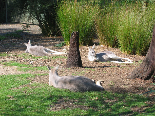 睡觉的袋鼠图片下载