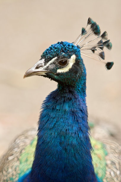 孔雀头的特写图片下载