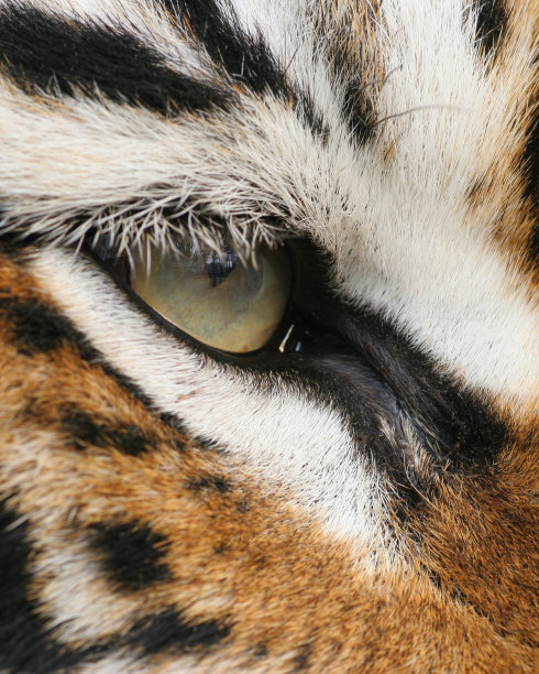 虎眼宏图片下载