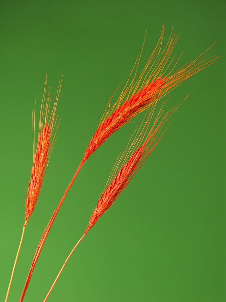 三个小麦的耳朵图片下载