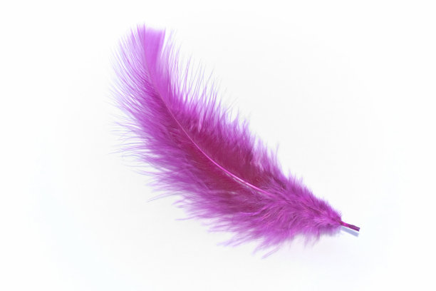 粉红色的羽毛图片下载