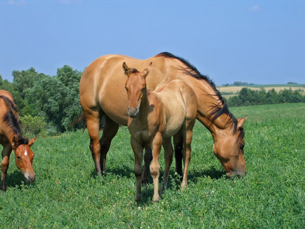 敦夸特马小马驹图片下载