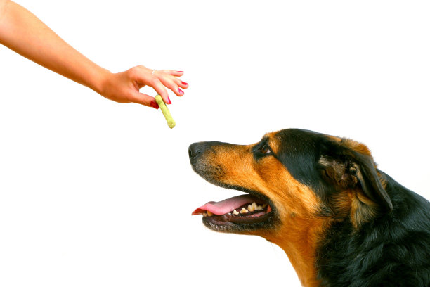 女孩给狗喂食图片下载