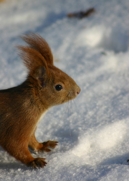 雪上一只红松鼠的特写图片下载
