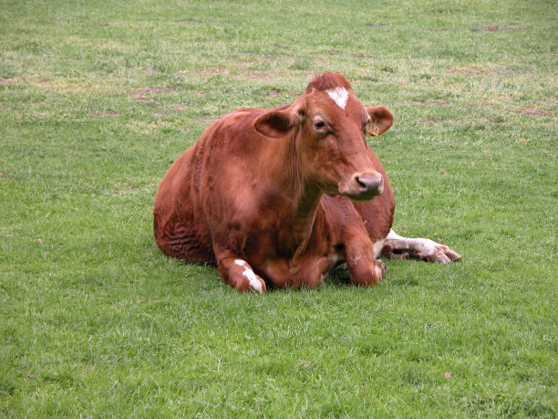 懒惰的牛图片下载