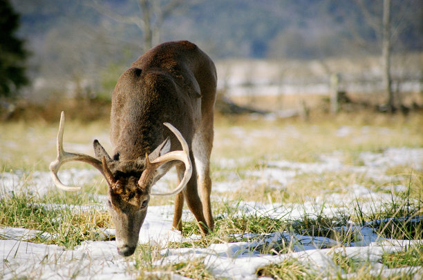 卡迪斯湾巴克图片下载