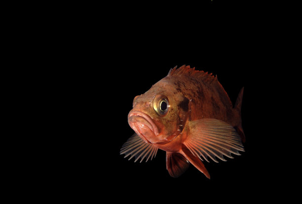 红色的鱼图片下载