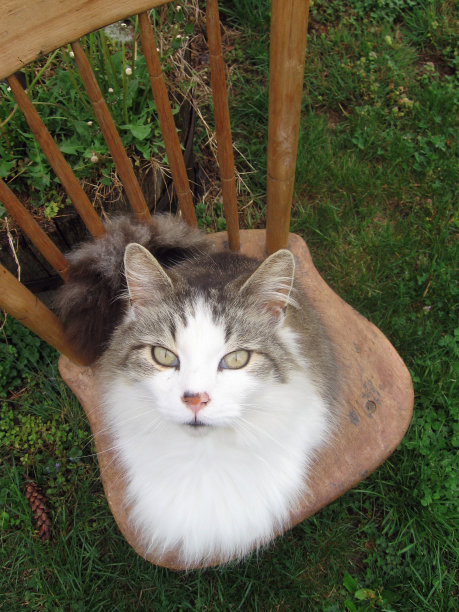 猫和椅子图片下载