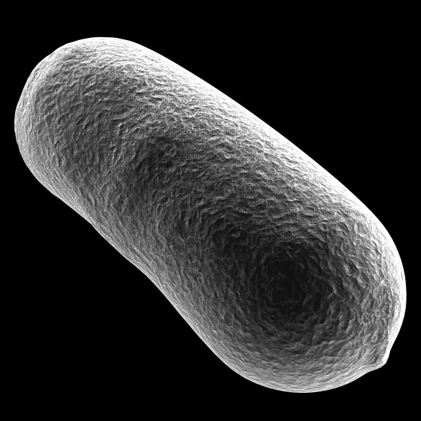 芽孢杆菌的白色3D插图与黑色图片下载