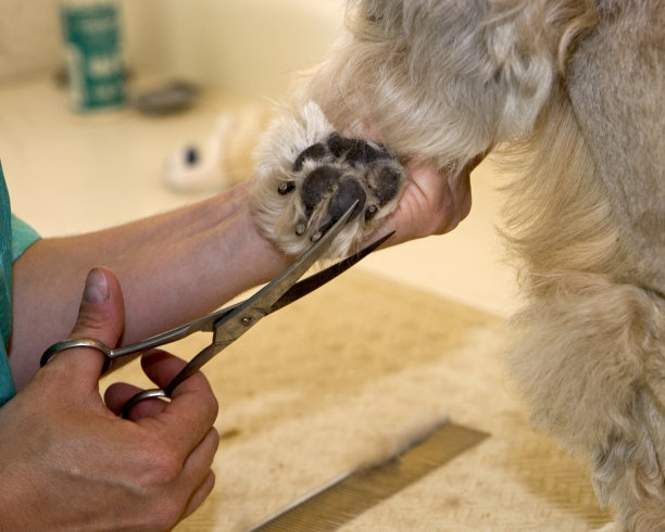 修剪的爪子图片下载