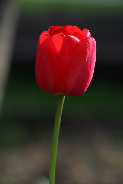 春天郁金香2图片下载