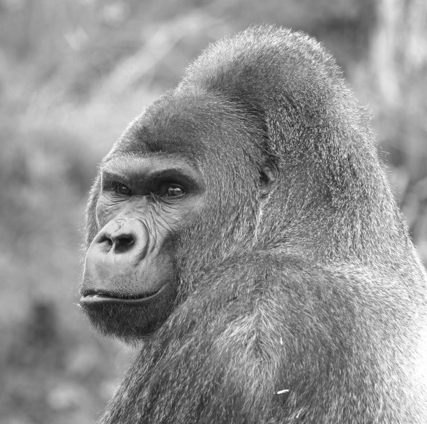 大猩猩图片下载