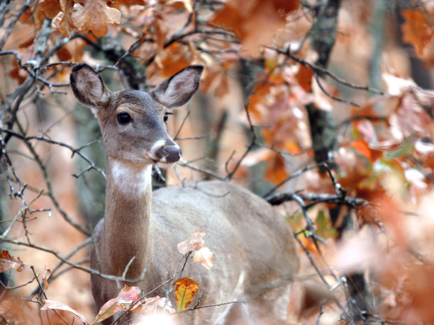 北美白尾鹿图片下载