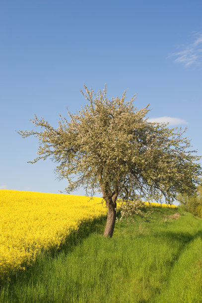 油菜地和一棵开花的树图片下载