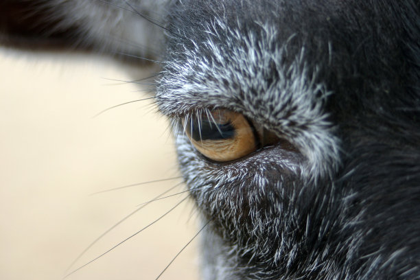 驴的眼睛图片下载