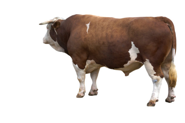 部落的牛图片下载