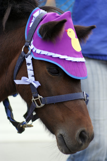 有趣的马图片下载