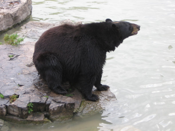 熊在岩石上图片下载