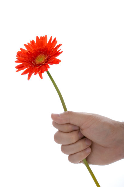 手捧着非洲菊花图片下载
