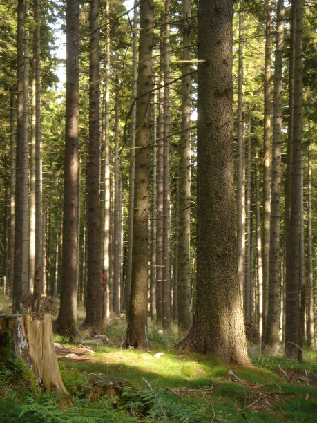 森林图片下载