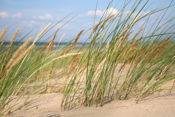 波罗的海的海滩图片下载