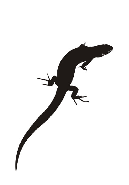 利扎德图片下载