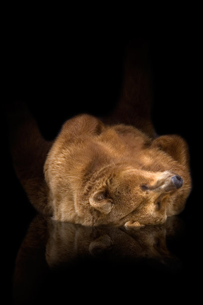 睡觉的熊图片下载