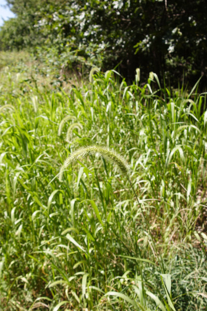 春天的增长图片下载