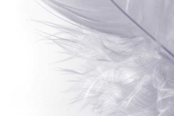 洁白的白色图片下载