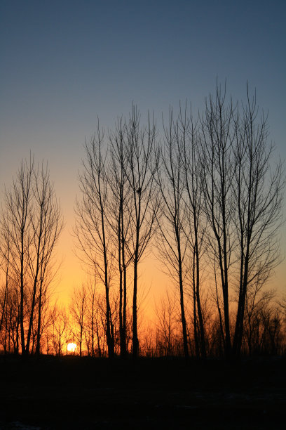 美丽的日落在冬季公园图片下载