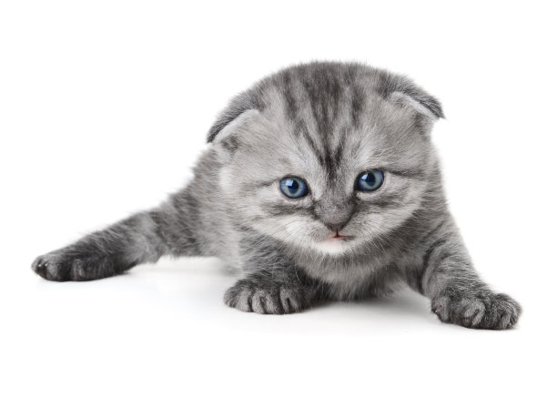 苏格兰的猫图片下载