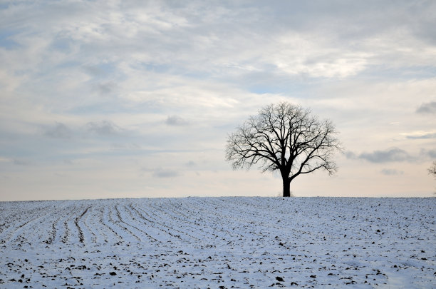 冬天田野里的树图片下载